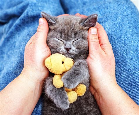 고양이 골골, 그리고 우주를 꿈꾸는 물고기들